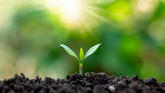 Emerging seedling growth Gold Coast, representing the potential psychological growth from our Queensland-based Mental Health Programs at Conscious Mind Centre